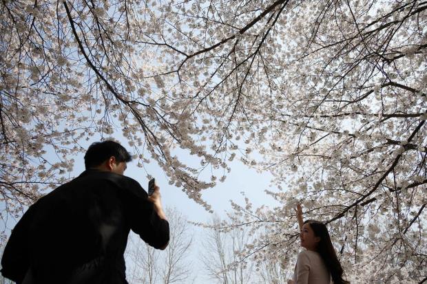 A man takes photographs of his girlfriend under blooming cherry blossoms at a park in Seoul, South Korea, March 30, 2023. REUTERS/Kim Hong-Ji