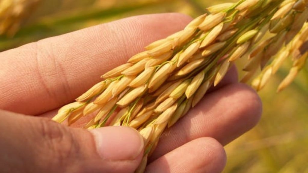 Govt to launch tech scheme for PDS reforms Govt to launch tech scheme for PDS reforms