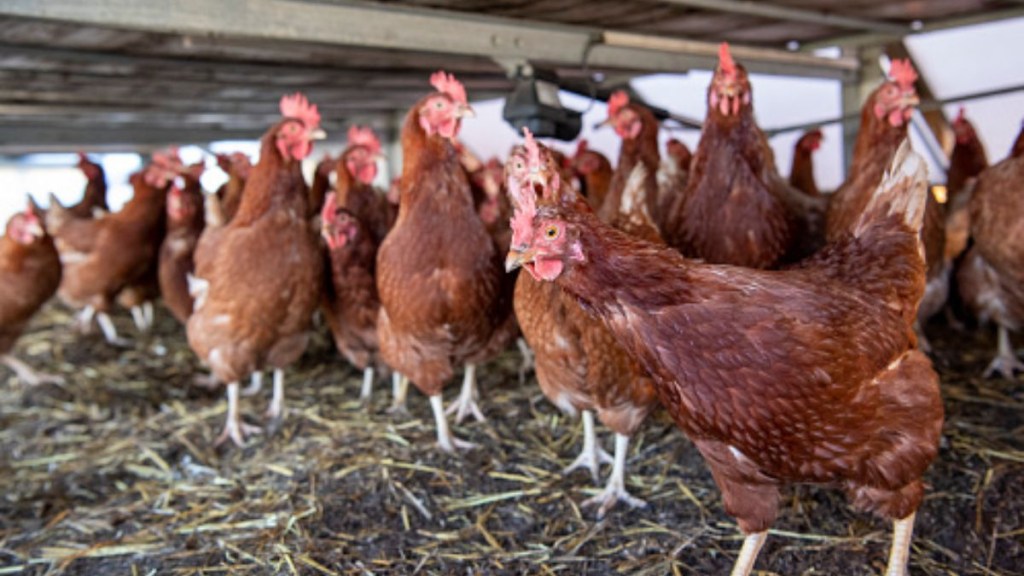 Bird Flu, Bird Flu outbreak, H5N1 influenza, healthcare news,
