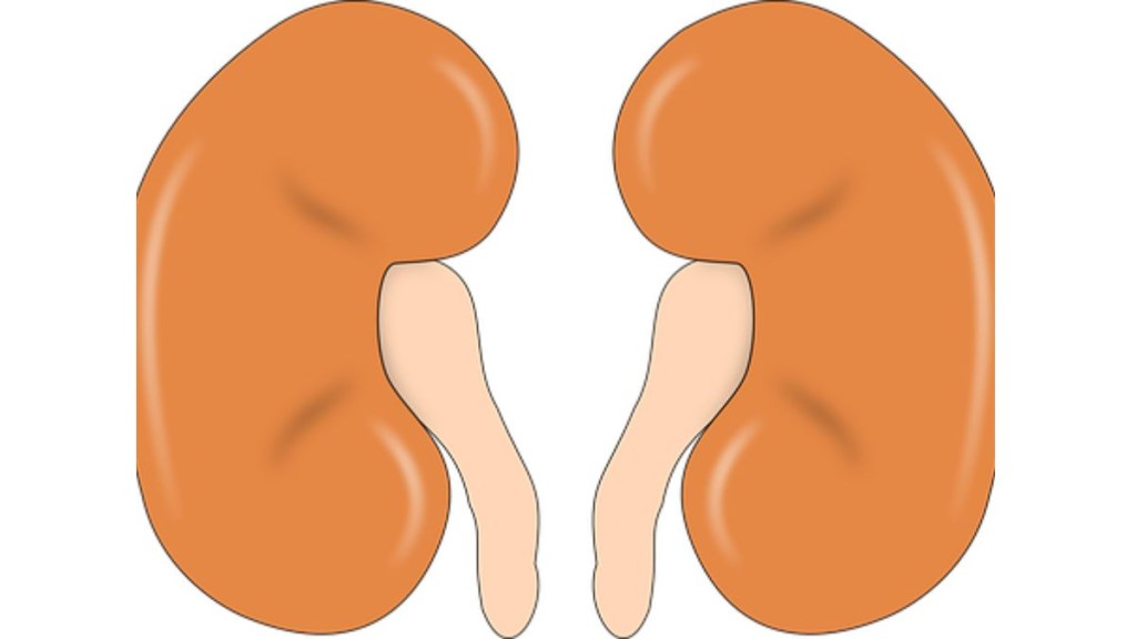 New study suggests herbal drug Neeri KFT can heal ailing kidney