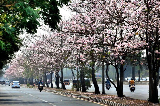 As the season changes Pink Trumpet starts blooming on the side of the Eastern Express Highway near Ghatkopar, Mumbai. Passing the stretch gives a sense of enthralling because of the pink hue of the Mumbai's version of Cherry Blossom. (Express Photo)