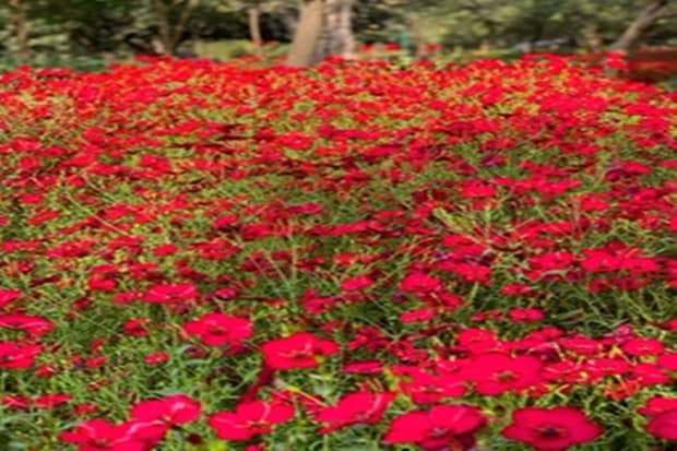 Wrapped with charming flowers and glowing greenery, every flora and fauna of Nehru Park greets visitors with a calm and cool breeze that gives a long lingering impact on people. (Photo: Jasem Al Najem, Ambassador of Kuwait to India)