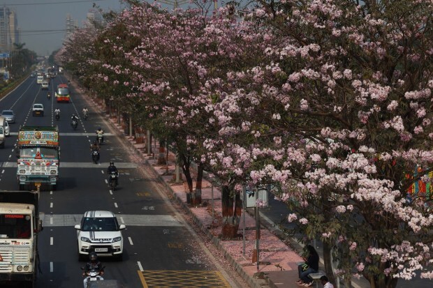 The gorgeous Pink Trumpet trees, maintained by the city's civic body, mesmerize passersby. (Express Photo)