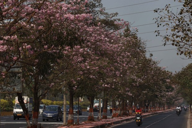 Walking along the Vikhroli stretch of the Eastern Express Highway gives a soothing sense. (Express Photo)