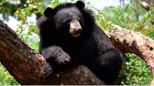Sariska Tiger Reserve to get two pairs of sloth bears soon to 'enhance park's biodiversity'