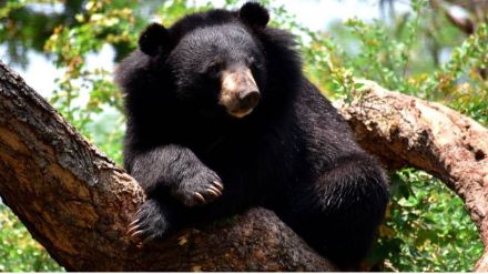 Sariska Tiger Reserve to get two pairs of sloth bears soon to 'enhance park's biodiversity'