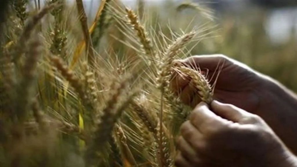 Russia, US, Ukraine, Black Sea, Paris, Agritel, TQ Samsun, Istanbul, Black Sea, Danube River, European Union, German Foreign Minister Annalena Baerbock, Brussels, Chicago, Corn, Soybeans, wheat