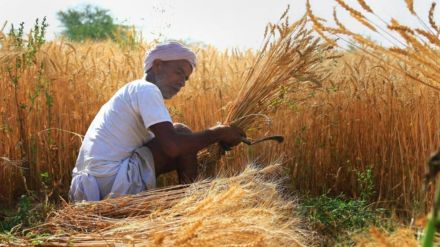 Heat Wave impact on Wheat production
