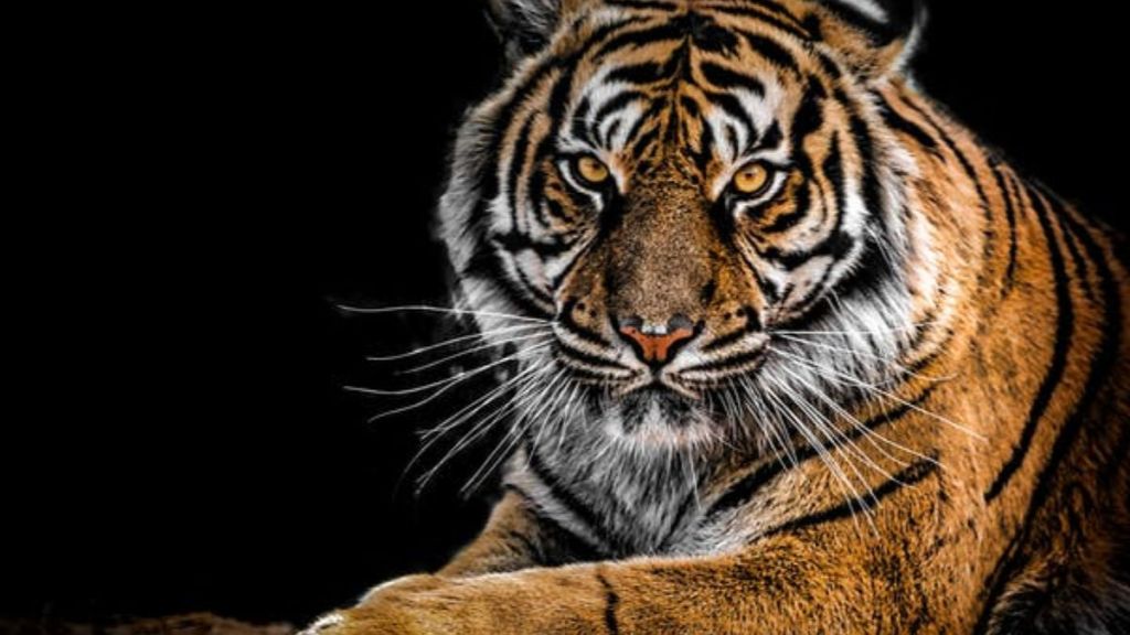 Will MP repeat success of Panna Tiger, Tigress released into enclosures in Madhav National Park