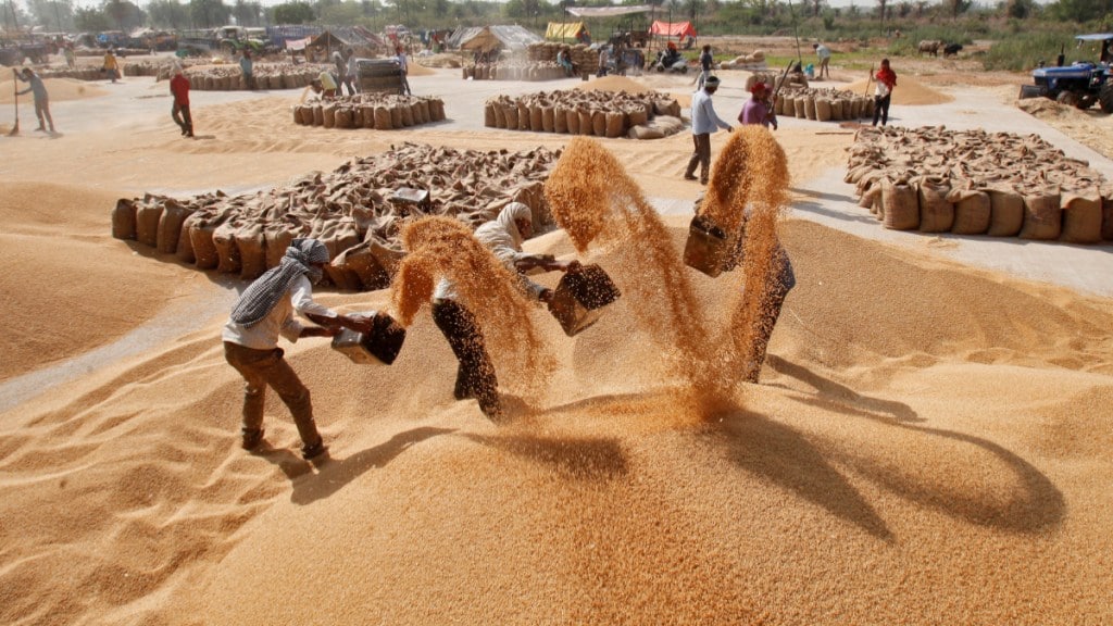 Wheat, Wheat news, Wheat latest news, Wheat procurement, Wheat in India