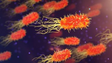 Shigella Bacteria | Drug-Resistant Shigella Bacteria |