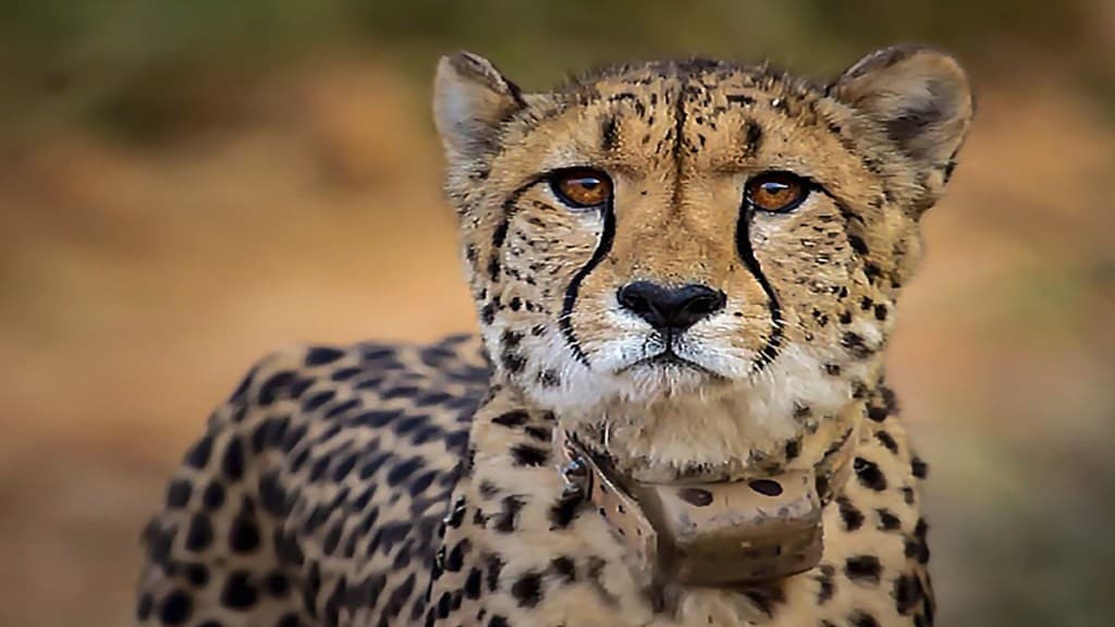 Cheetah, Kuno park, Namibian cheetah, Sasha, Big Cat, Madhya Pradesh, Travel and Tourism