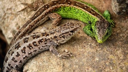 _cold-blooded animals, science, sciece news, financial express