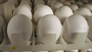 Sri Lanka, Imports, Eggs, Egg shortage, Nalin Fernando, Economy