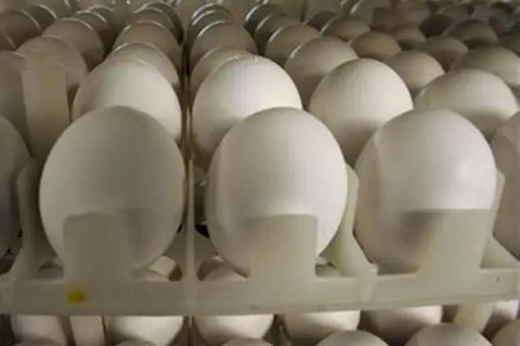 Sri Lanka, Imports, Eggs, Egg shortage, Nalin Fernando, Economy Sri Lanka, Imports, Eggs, Egg shortage, Nalin Fernando, Economy