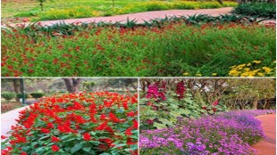 Nehru Park, Nehru Park garden, Flowers, Spring, Flower blossom, Nehru Park visitors, Morning walkers, Nehru Park in Pics