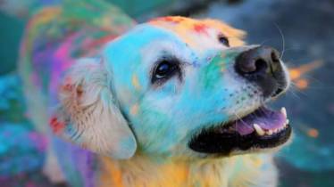 Holi, Holi 2023, Holi and pets, pet care holi, dog care holi, holi cat care, holi colours, holi pet colours