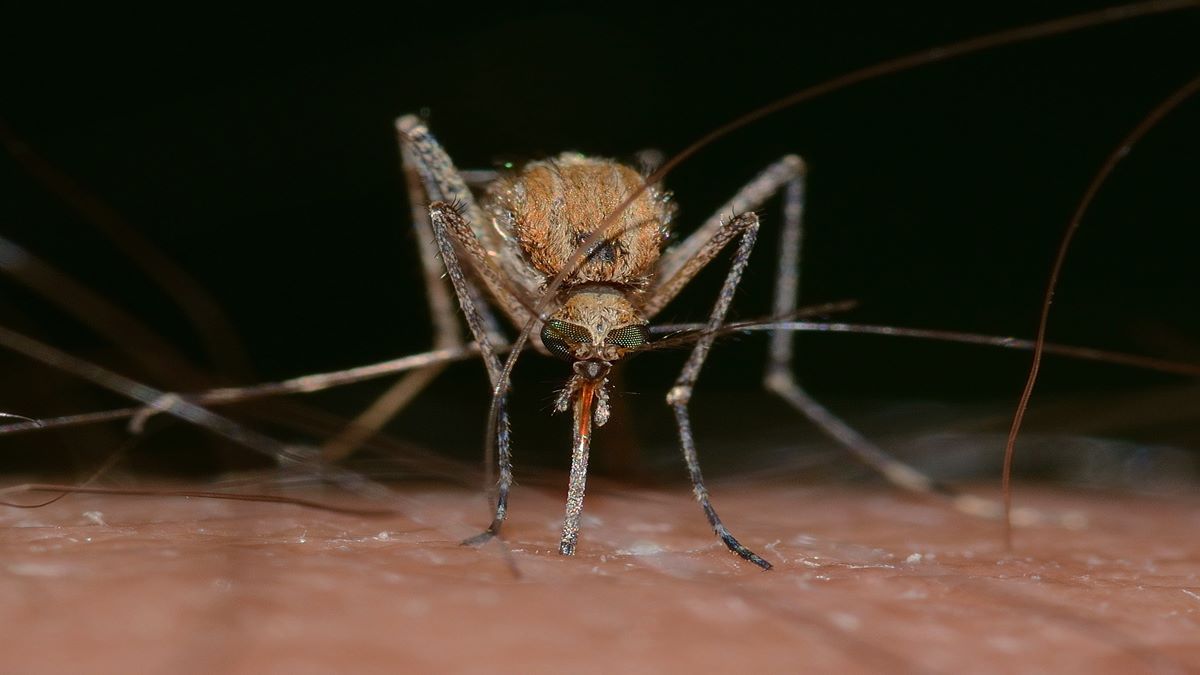 Lymphatic Filariasis, Neglected Tropical Diseases, Elephantiasis, vector-borne diseases, healthcare news, Lymphatic Filariasis, Neglected Tropical Diseases, Elephantiasis, vector-borne diseases, healthcare news,