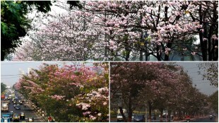 Vikhroli Highway, Cherry blossoms, Flowers, Flower blooms, Pink flowers, Eastern Express Highway, Vikhroli highway photos, Mumbaikars