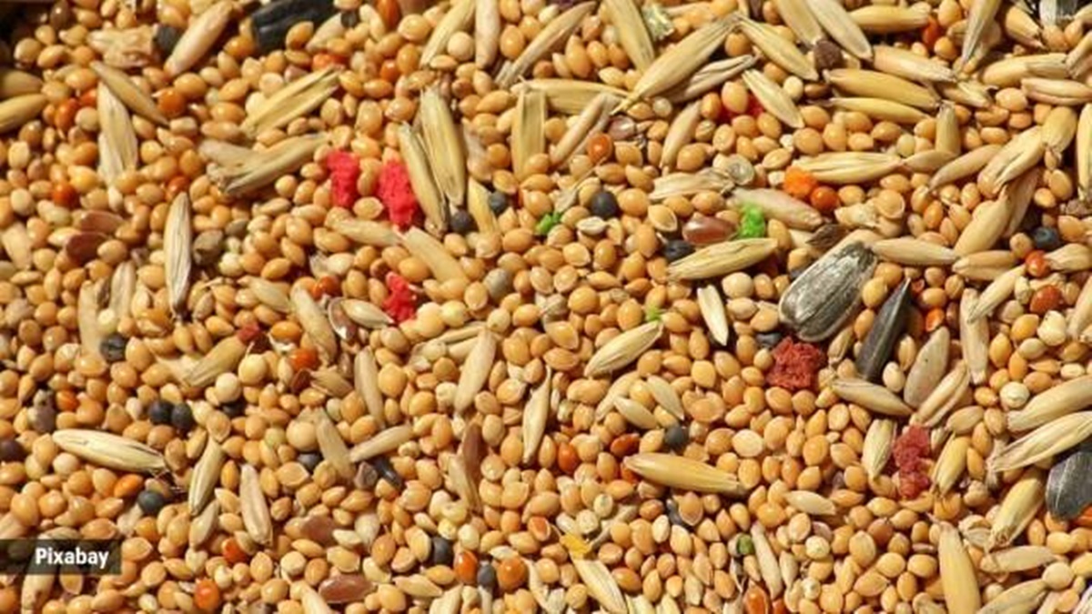 millets, India millets, India