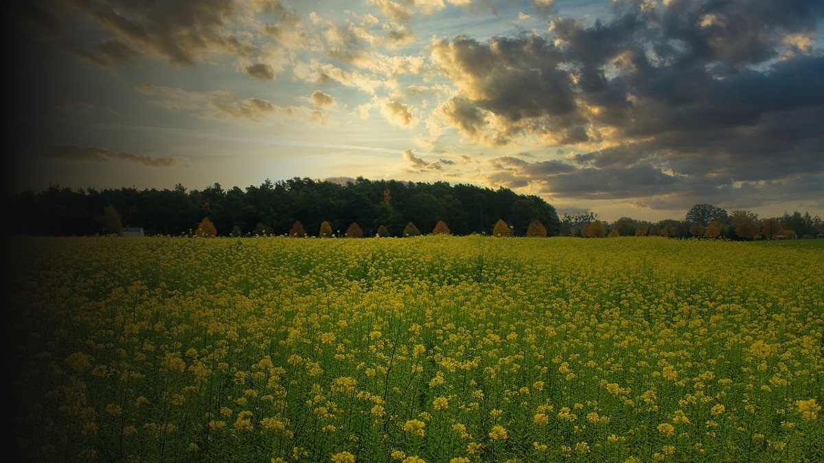 mustard field