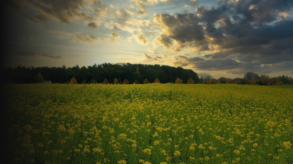 mustard field