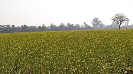 mustard, economy