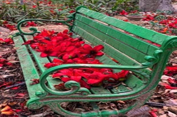 Let the months of February and March come, and you can find Heaven literally lands on the Earth. Nature blesses the Earth with paradisiacal beauty with a riot of colours surrounding everythings. in Nehru Park in Delhi. (Photo: Jasem Al Najem, Ambassador of Kuwait to India)