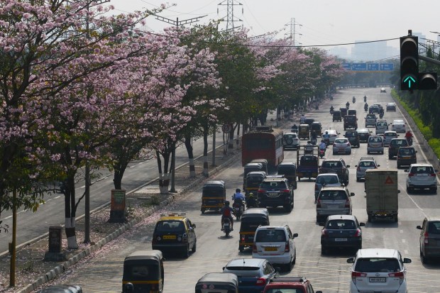 Every year Vikhroli Highway turns pink as flowers bloom in full swing from December to April. (Express Photo)