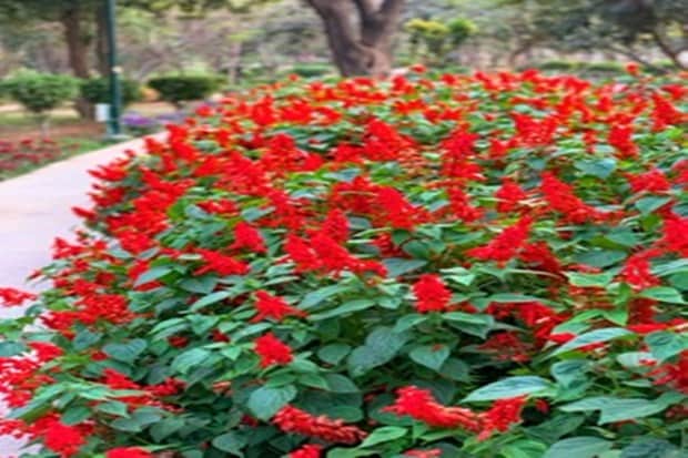 Spring makes morning walk into a complete treat in blooming splendor while red, purple, yellow and bright orange blossoms appear like nature is playing an extended festival of colors. (Photo: Jasem Al Najem, Ambassador of Kuwait to India)