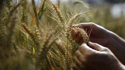rabi crops, damaged