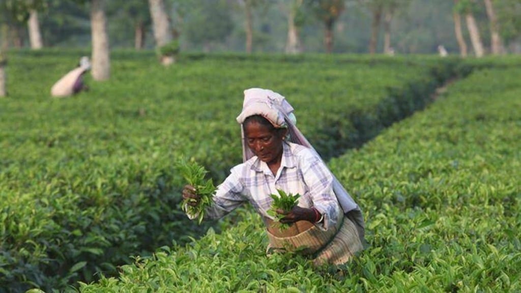 economy, tea production