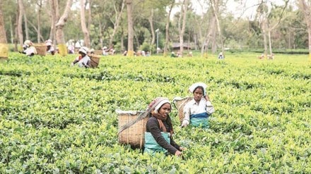 tea production, economy