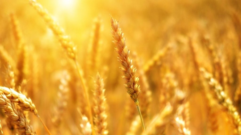 Govt sets hefty 34 MT wheat purchase target