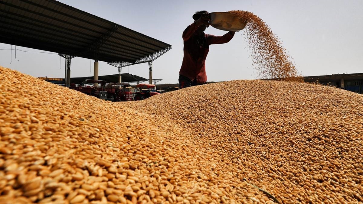 wheat, wheat production wheat, wheat production
