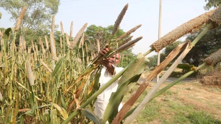 food security, millets, sustainable agriculture, food supply chains,