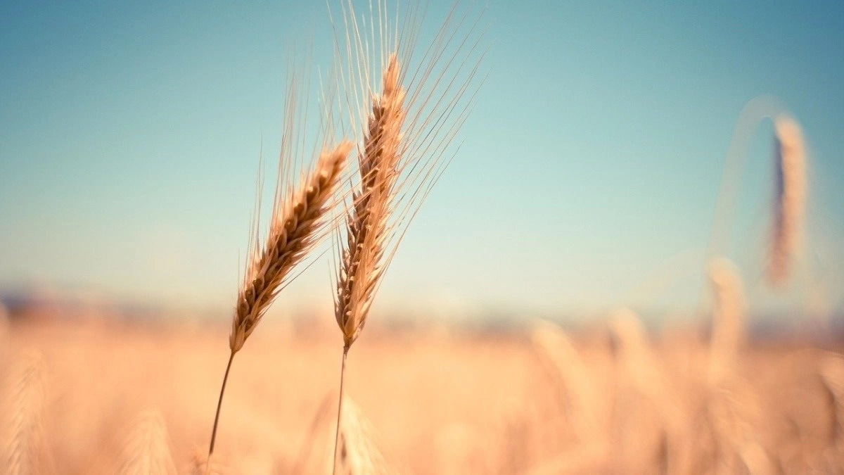 wheat, wheat demand, wheat production, wheat procurement,