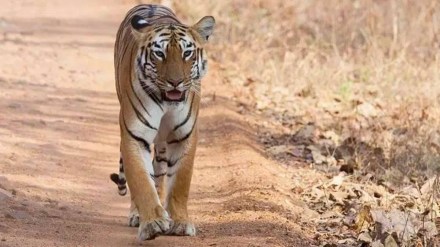 tiger, tiger numbers, tiger count, project tiger,