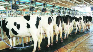 dairy farms