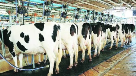 dairy farms dairy farms