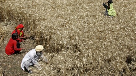 El Nino, monsoon, economy, livelihoods, crop output, exports, diesel subsidies, agriculture, power supply