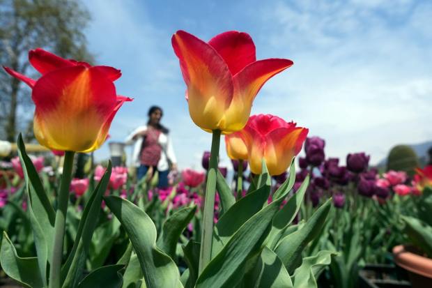 Srinagar: Asia's largest Tulip Garden in full bloom at the foothills of Zabarwan Mountains overlooking Dal Lake in Srinagar, Thursday, March 30, 2023. (PTI Photo/S. Irfan) 