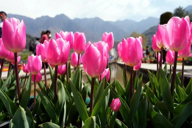 It is built on sloping ground in a terraced fashion, consisting of seven terraces. (PTI Photo/S. Irfan) 