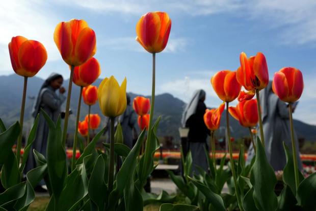 The annual tulip festival is a part of the tourism promotion efforts of the government of J&K. It aims to showcase the various flowers that can be found in the garden. (PTI Photo/S. Irfan) 
