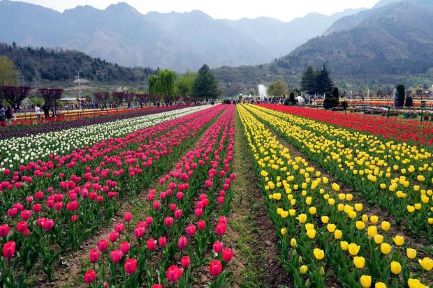 The event draws in visitors from various parts of the world and the country. Aside from seeing the beautiful blossoms, they also enjoy various cultural programs. (PTI Photo/S. Irfan) 