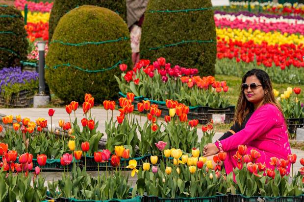 The tulip blooms don't last very long. Usually they will be around till the end of April. The garden stays open to the public only during this blooming period. (PTI Photo/S.Irfan) 