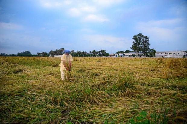  This resulted in damage to the standing crops. It has been estimated that the output losses of chana and wheat could be around 10% (PTI Image)