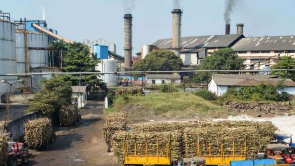 Sugar stocks