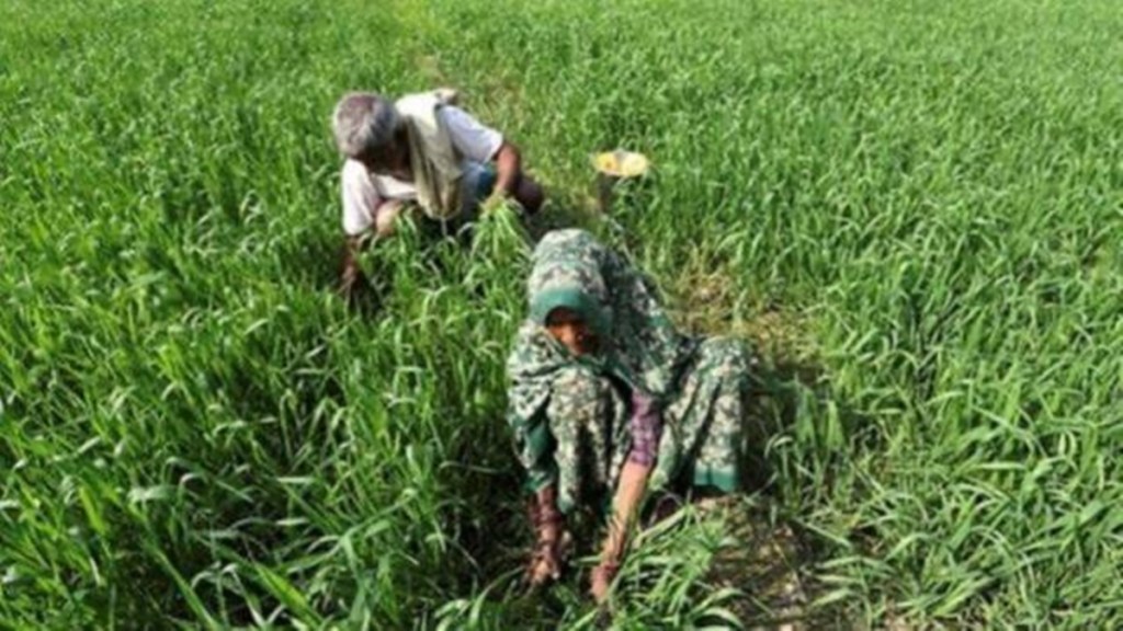 climate change, crops