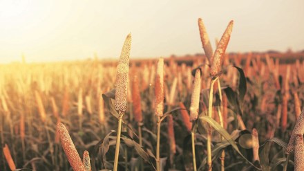 millet, commodities